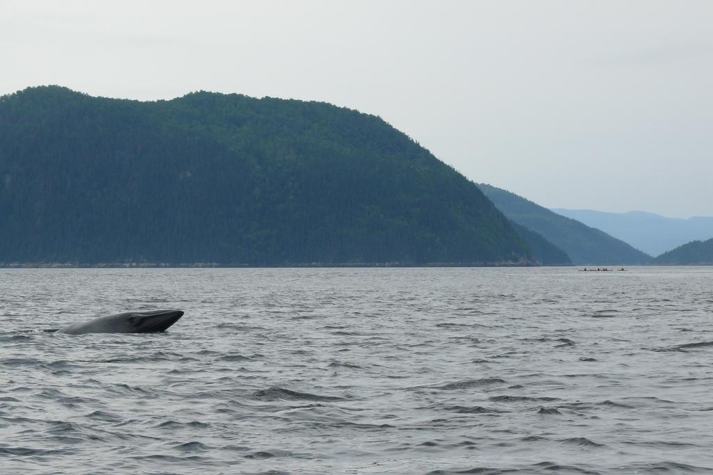 Riviere Petit Saguenay Villa Ngoại thất bức ảnh